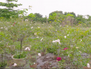 Vườn hồng ngoại ngập tràn hương sắc ở ngoại ô Hà Nội