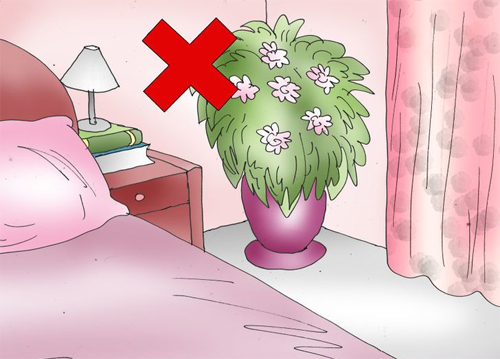 không nên để cây trong phòng ngủ 