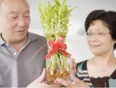 Ý nghĩa phong thủy cây phát lộc