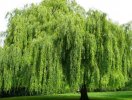 5 loại cây xui xẻo tránh trồng trong vườn