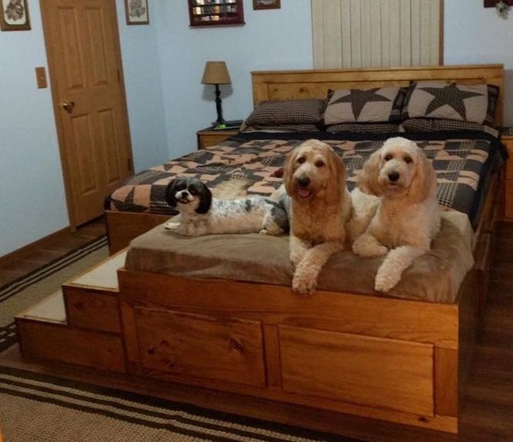 Thiết kế mở rộng giường ngủ cho người yêu chó