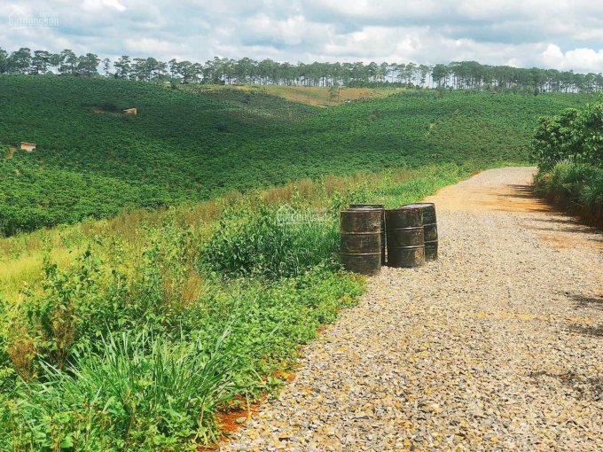 Về vườn trồng rau, nuôi cá. Đất Bảo Lâm chỉ 1,3tr/m2, sổ hồng riêng, bao view sang chảnh