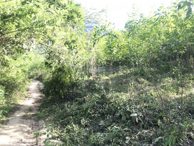 Bán đất rừng sản xuất Xã Diên Tân