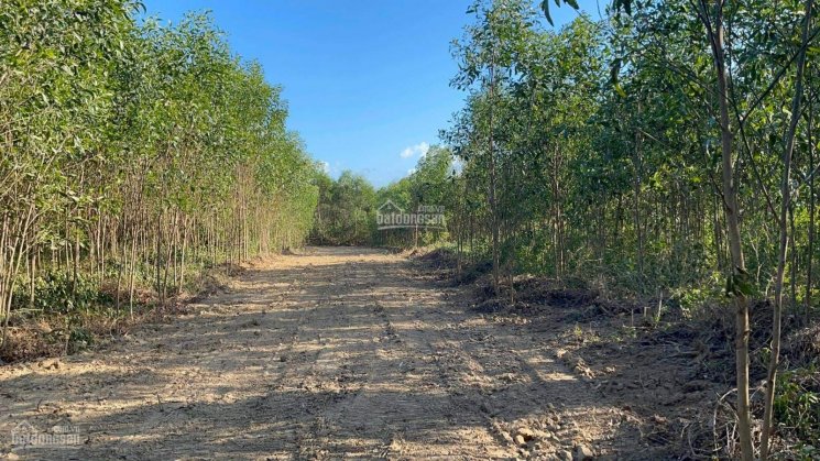 7.350m2 Diên Đồng, 3 MT đường. Hiện trạng bê tông 8m, bám đường 100m, giá nét cho khách phân lô