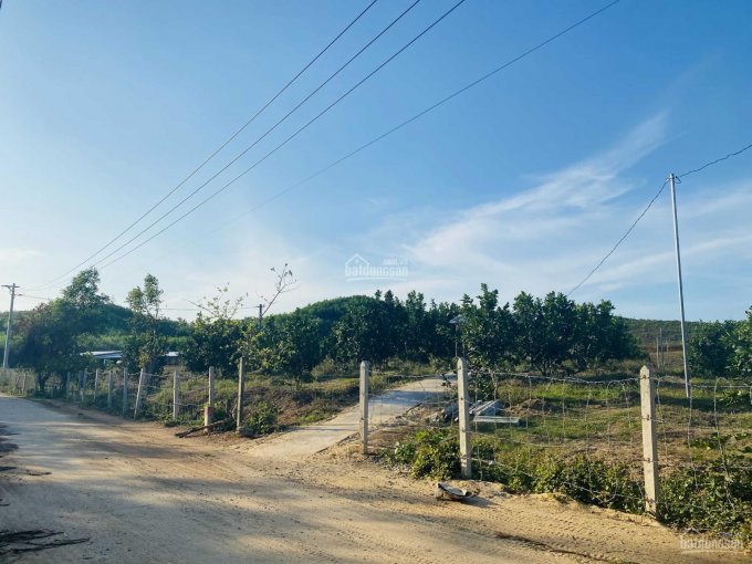 Cần tiền bán mảnh đất vườn trồng bưởi, nở hậu, Khánh Phú, Khánh Vĩnh, Khánh Hòa, giá chỉ 800 triệu