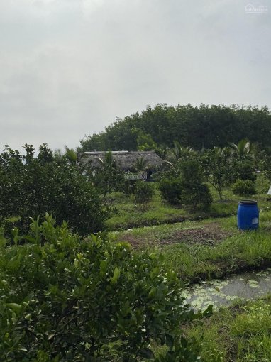 Bán nhà vườn An Tây, Bến Cát gần sông Sài Gòn