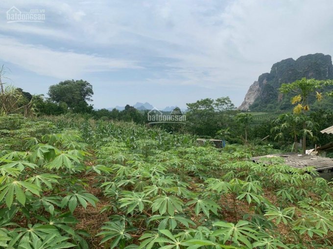 Bán đất Cao Phong, Hoà Bình 4000m2 full thổ cư, view núi non hùng vĩ, giá chỉ 300.000đ/m2