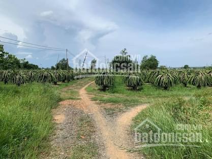 Bán 5,2 ha đất vườn đang canh tác tại xã Hàm Cường, Huyện Hàm Thuận Nam, Bình Thuận
