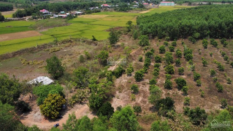 Vườn bưởi Khánh Bình gần dân điện nước đầy đủ 1ha đất trồng cây lâu năm