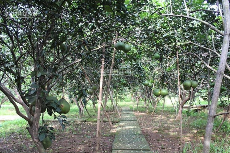 Bán đất vườn tại Củ Chi có sẵn vườn bưởi giá chỉ hơn 800tr sổ hồng riêng có sẵn bao sang tên