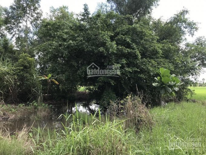 Ngân hàng thanh lý - Đất ở tại xã Hòa Khánh Tây, huyện Đức Hòa, Long An, DT 346m2, giá 630 triệu