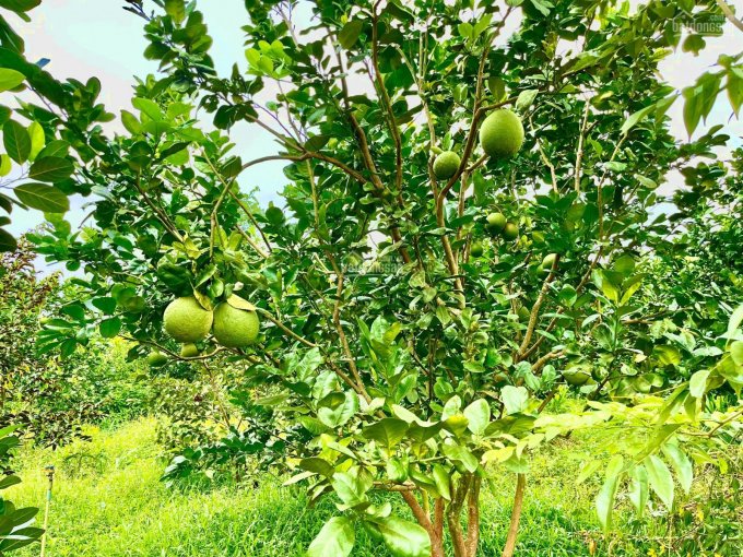 D059 - Bán vườn trái cây 5498m2 có 2 mặt tiền dài 200m, giá 4,95 tỷ tại Xuân Tây, Cẩm Mỹ, Đồng Nai