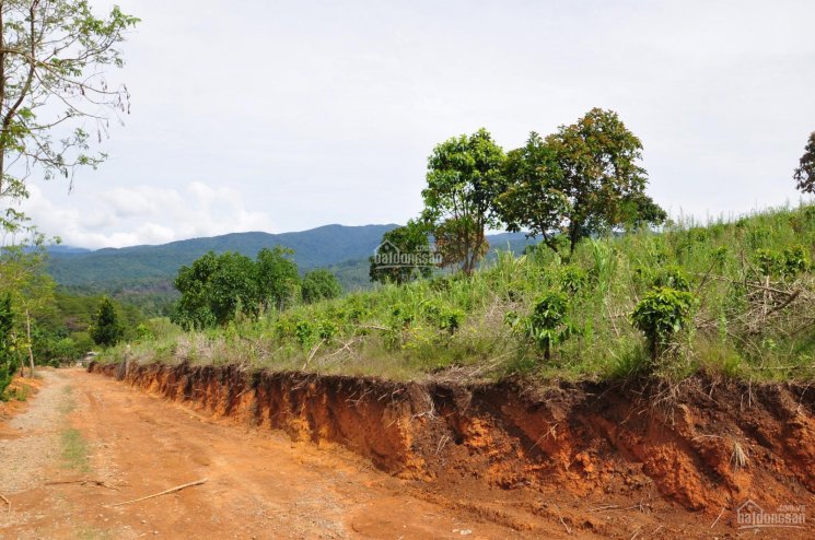 Cần bán 15 hecta đất đẹp Păng Tiên - ngay Đà Lạt - giá tốt - view đồi núi