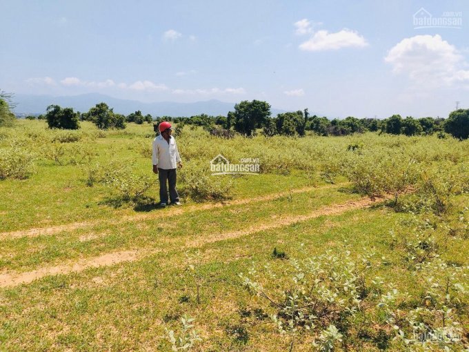 Bán lô đất vườn Bắc Bình, Bình Thuận diện tích 7000m2, công chứng ngay. LH: 0919 626 750
