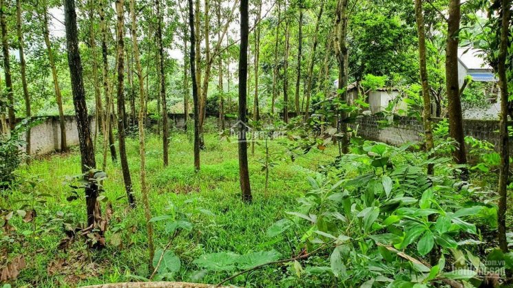 Bán nhanh lô đất đẹp 80m2 thổ cư gần tại Trung Sơn, Lương Sơn, Hoà Bình