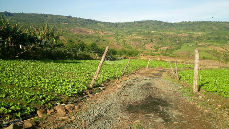 Đất thổ cư huyện Di Linh - view hồ Tây, hồ Kala, sông Đồng Nai