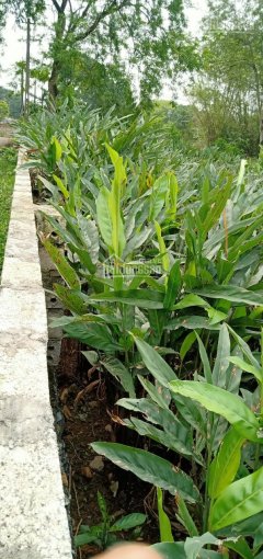 Chính chủ cần bán lô đất hồ Đồng Sương, 2000m2 có 2 mặt tiền