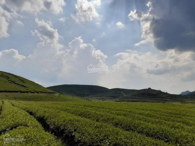 Bán siêu phẩm 1ha tại Nông Trường Mộc Châu giá mùa Covid