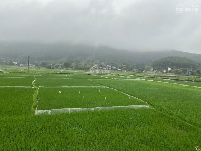 Đất Đồng Chằm, Đông Xuân, Quốc Oai - vuông vắn nở hậu 700m2 - 2 ô tô tránh - view đồng lúa