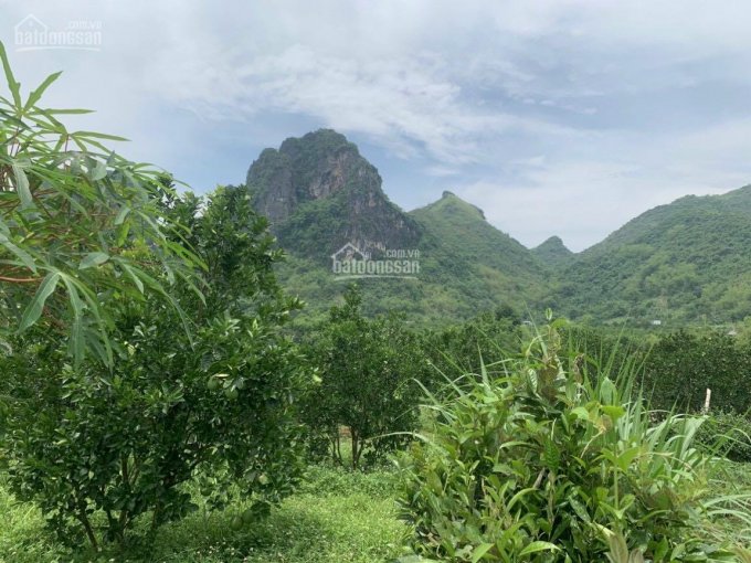 Bán đất Cao Phong, Hoà Bình 4000m2 full thổ cư, view núi non hùng vĩ, giá chỉ 300.000đ/m2