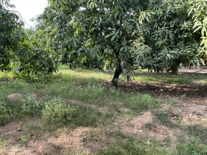 Bán mảnh vườn trồng cây ăn trái, giá 500tr/1000m2, xã Phú Ngọc, huyện Định Quán