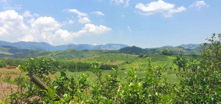 Bán nhanh 2.782m2 full đất thổ cư giá chỉ với 1.3 tỷ tại Cao Phong, Hoà Bình