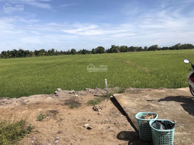 Đất ruộng xã Mỹ Trà, TP Cao Lãnh, Đồng Tháp