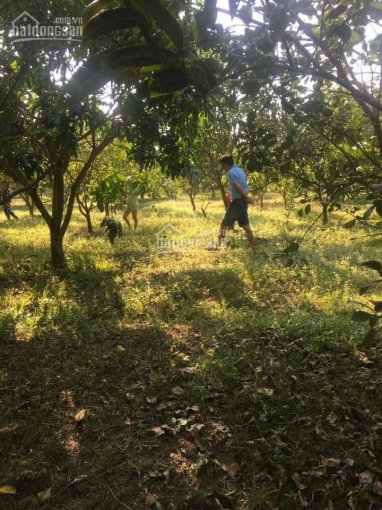 Chính chủ cần bán 2,3ha vườn trồng cây ăn trái tại xã Túc Trưng, Định Quán