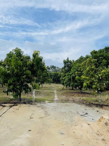 Cắt lỗ hơn 5000m2 đất tại Cam Hải Tây, Cam Lâm, giá cực tốt cho nhà đầu tư mùa dịch