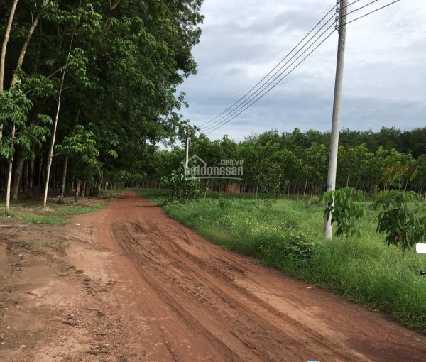 Bán đất Phú Giáo chính chủ giá chỉ từ 1tỷ250