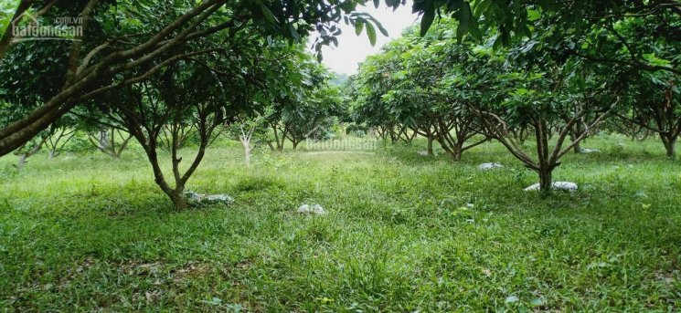 Chủ cần chuyển nhượng mảnh đất tại Lương Sơn diện tích 3000m2 view cánh đồng, giá quá rẻ