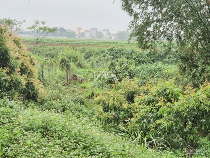 Bán 2256m2 có 100m2 thổ cư tại xã Thành Lập, huyện Lương Sơn, cách Quốc lộ 21 700m quá rẻ