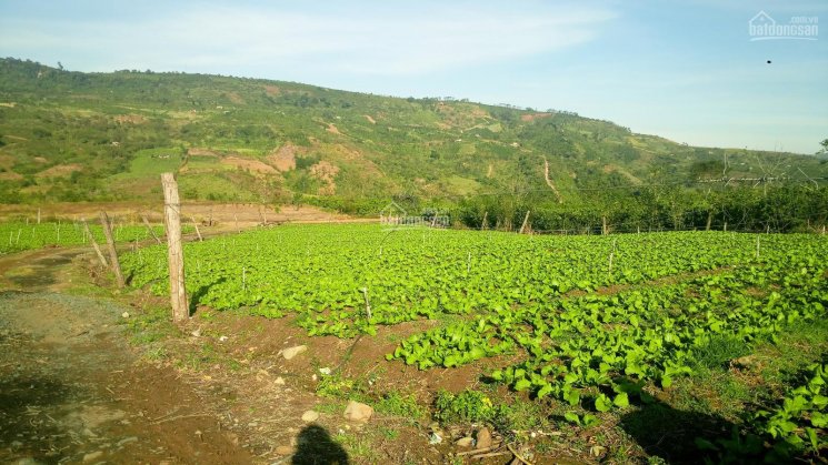 Đất thổ cư huyện Di Linh - view hồ Tây, hồ Kala, sông Đồng Nai