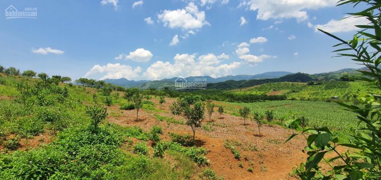 Bán nhanh 2.782m2 Full đất thổ cư giá chỉ với 1.3 tỷ tại Cao Phong, Hoà Bình