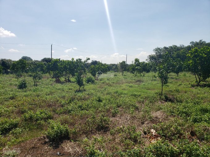 Bán đất vườn mít giá F0, 1000m2 ở Định Quán, chỉ 630 triệu, cách TPHCM 1h30p, sổ hồng riêng