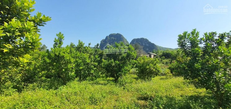 Bán BĐS phân khúc nghỉ dưỡng giá siêu rẻ chỉ có tại Kim Bôi, Hòa Bình diện tích 3.500m2