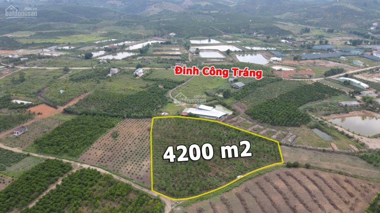 Bán 4200m2 đất Đinh Công Tráng, Lộc Châu, siêu nhiều mặt tiền