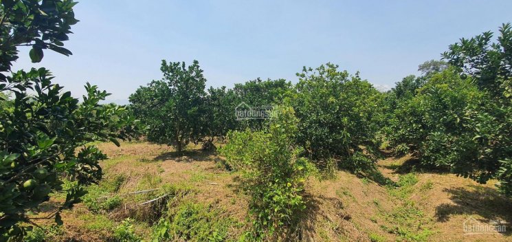 Cần sang nhượng 1.3ha đất làm trang trại nhà vườn tại Tân Lạc, Hoà Bình