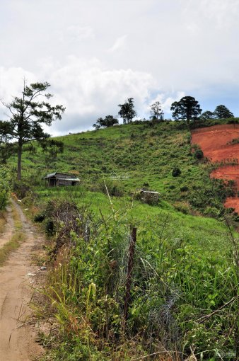 Cần bán 15 hecta đất đẹp Păng Tiên - ngay Đà Lạt - giá tốt - view đồi núi