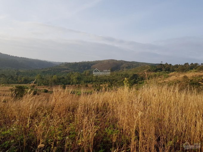 Ngân hàng thanh lý 38967m2 đất tại xã Đức Mạnh, huyện Dakmil, tỉnh Daknong, giá 789 triệu