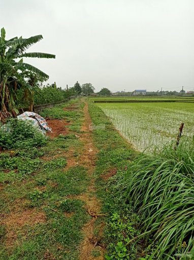 Bán nhanh trang trại bưởi diễn tại xã Trần Phú, Chương Mỹ, Hà Nội