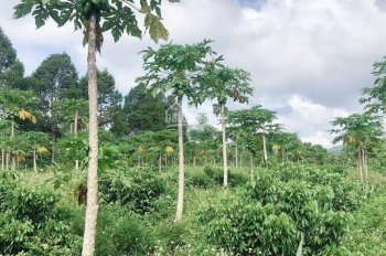 Đất đẹp - đường đẹp - giá đẹp Xã Dray sap - Krông Ana