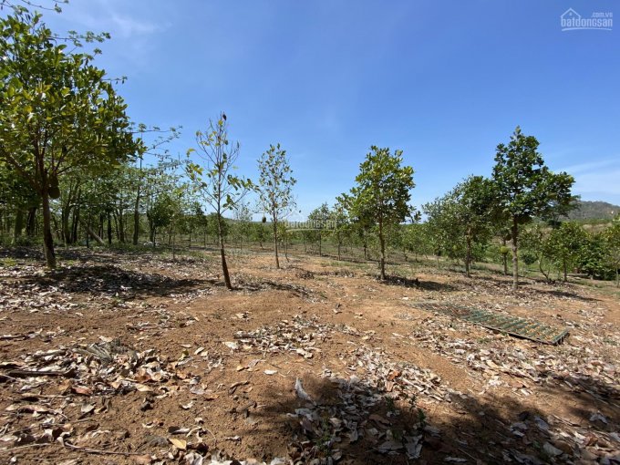 Cần bán 14 hecta đất rẫy đang trồng điều, mít thái, chuối giá 80 triệu/hecta. Huyện Easup, Đăk Lăk