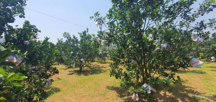 Cần sang nhượng 1.3ha đất làm trang trại nhà vườn tại Tân Lạc, Hoà Bình