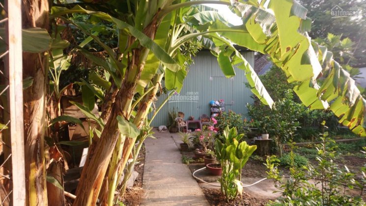 Rẻ bất ngờ, bán nhà vườn gồm 1310m2 đất vừa thổ cư vừa đất lúa tại TP. Tân An, tỉnh Long An