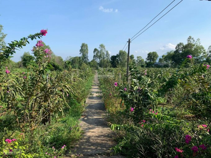 Bán 5,2 ha đất vườn đang canh tác tại xã Hàm Cường, Huyện Hàm Thuận Nam, Bình Thuận