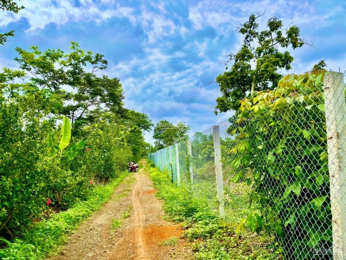 D059 - Bán vườn trái cây 5498m2 có 2 mặt tiền dài 200m, giá 4,95 tỷ tại Xuân Tây, Cẩm Mỹ, Đồng Nai