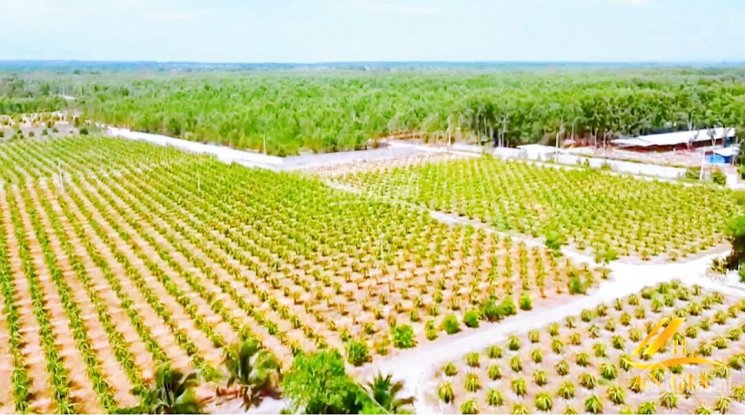 Đất vườn chính chủ cách sân bay Phan Thiết 4km, đường rộng thênh thang. Giá chỉ 450.000đ/m2