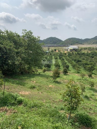 Cần bán 1,7 ha đất đẹp tại Thôn Lộc Hòa, xã Đạ Lây, huyện Đạ Tẻh, tỉnh Lâm Đồng