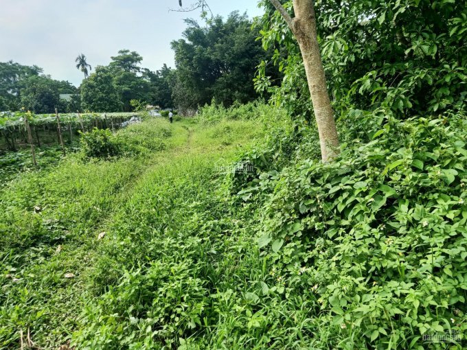 Bán gấp lô đất nhà vườn tại Xã Phú Thành, Huyện Lạc Thủy, Hòa Bình